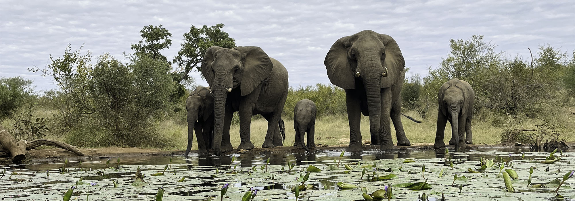 Photo safari to Kruger National Park